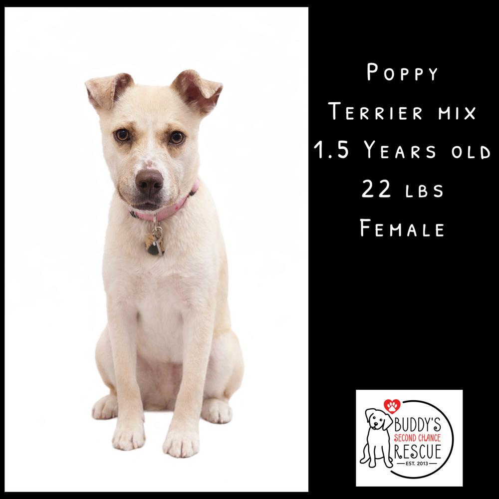 Poppy, Adoptable, Young Female Terrier.