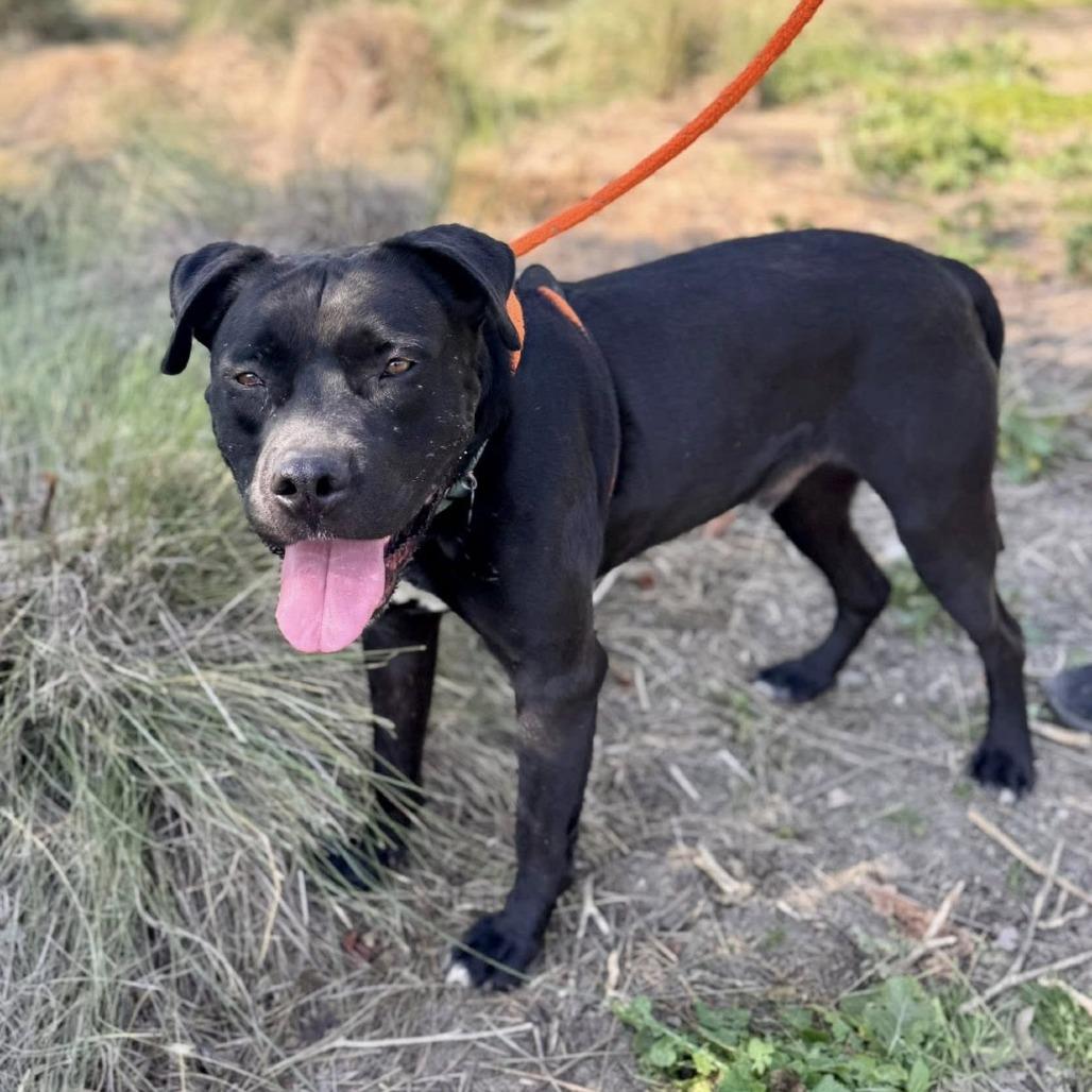 Riley (C000-321) - Chino Hills Location, Adoptable, Adult Male Mastiff & Mixed Breed.