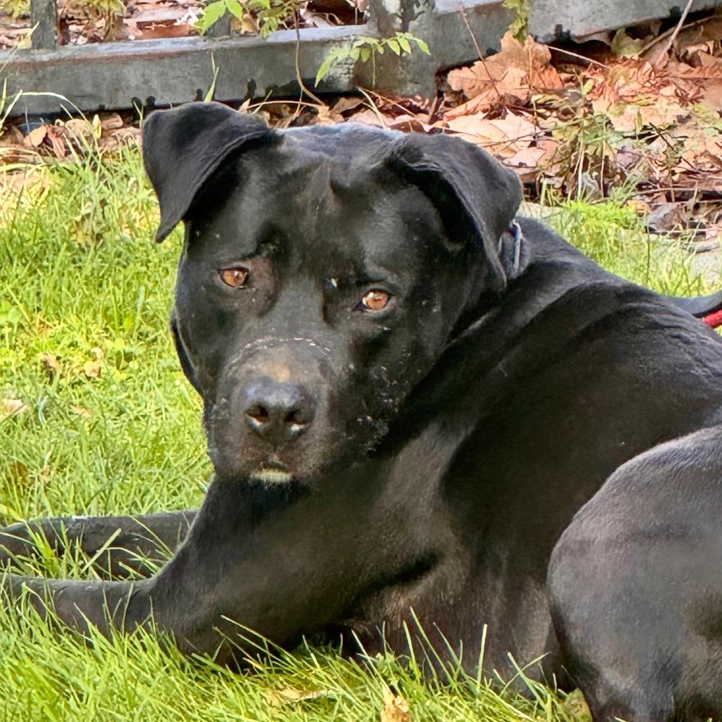 Riley (C000-321) - Chino Hills Location, Adoptable, Adult Male Mastiff & Mixed Breed.