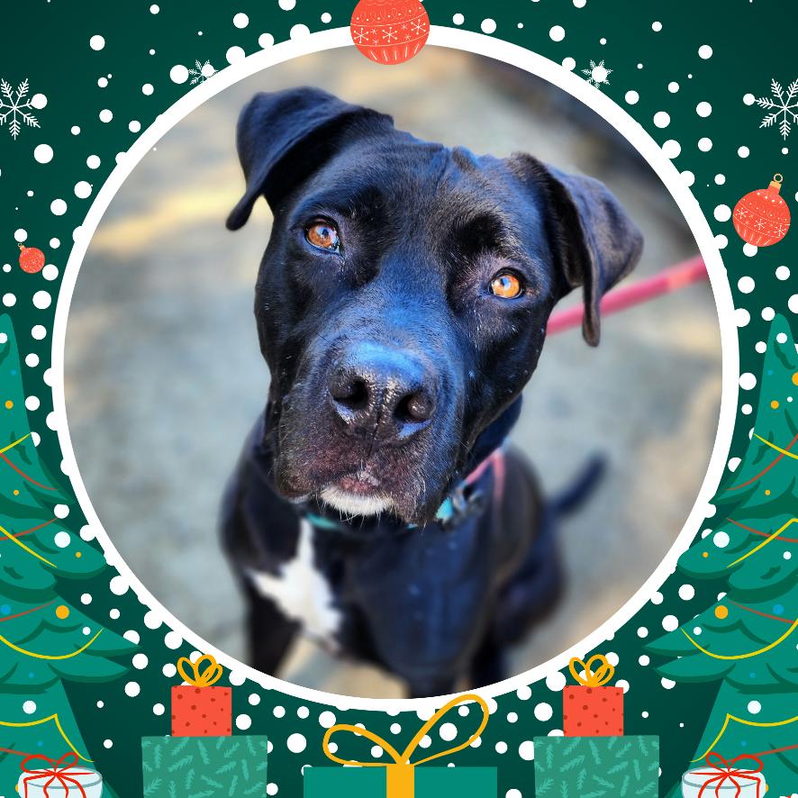 Enlarge Riley (C000-321) - Chino Hills Location, a Adoptable Mastiff in Chino Hills, CA image 1/6