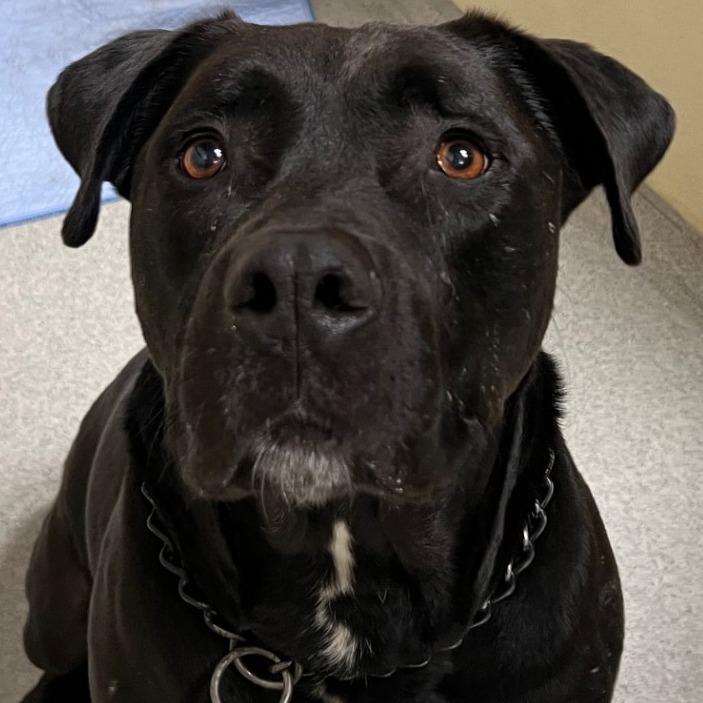 Riley (C000-321) - Chino Hills Location, Adoptable, Adult Male Mastiff.
