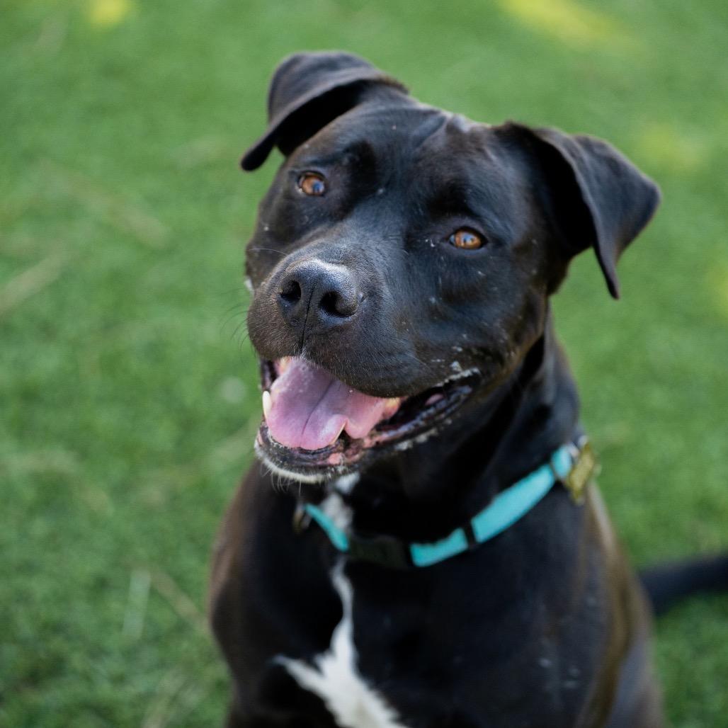Enlarge Riley (C000-321) - Chino Hills Location, a Adoptable Mastiff in Chino Hills, CA image 2/6