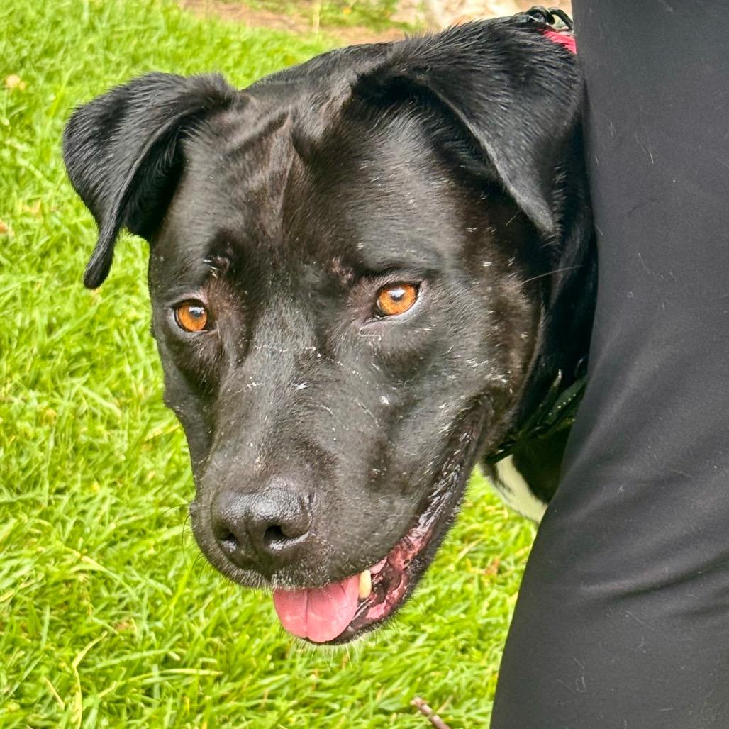 Enlarge Riley (C000-321) - Chino Hills Location, a Adoptable mixed breed in Chino Hills, CA image 2/6