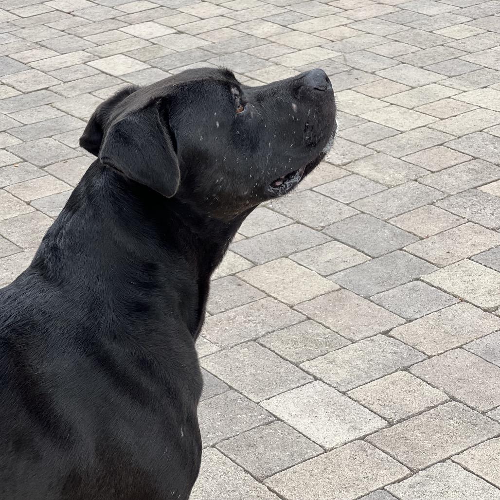 Enlarge Riley (C000-321) - Chino Hills Location, a Adoptable Mastiff in Chino Hills, CA image 3/6