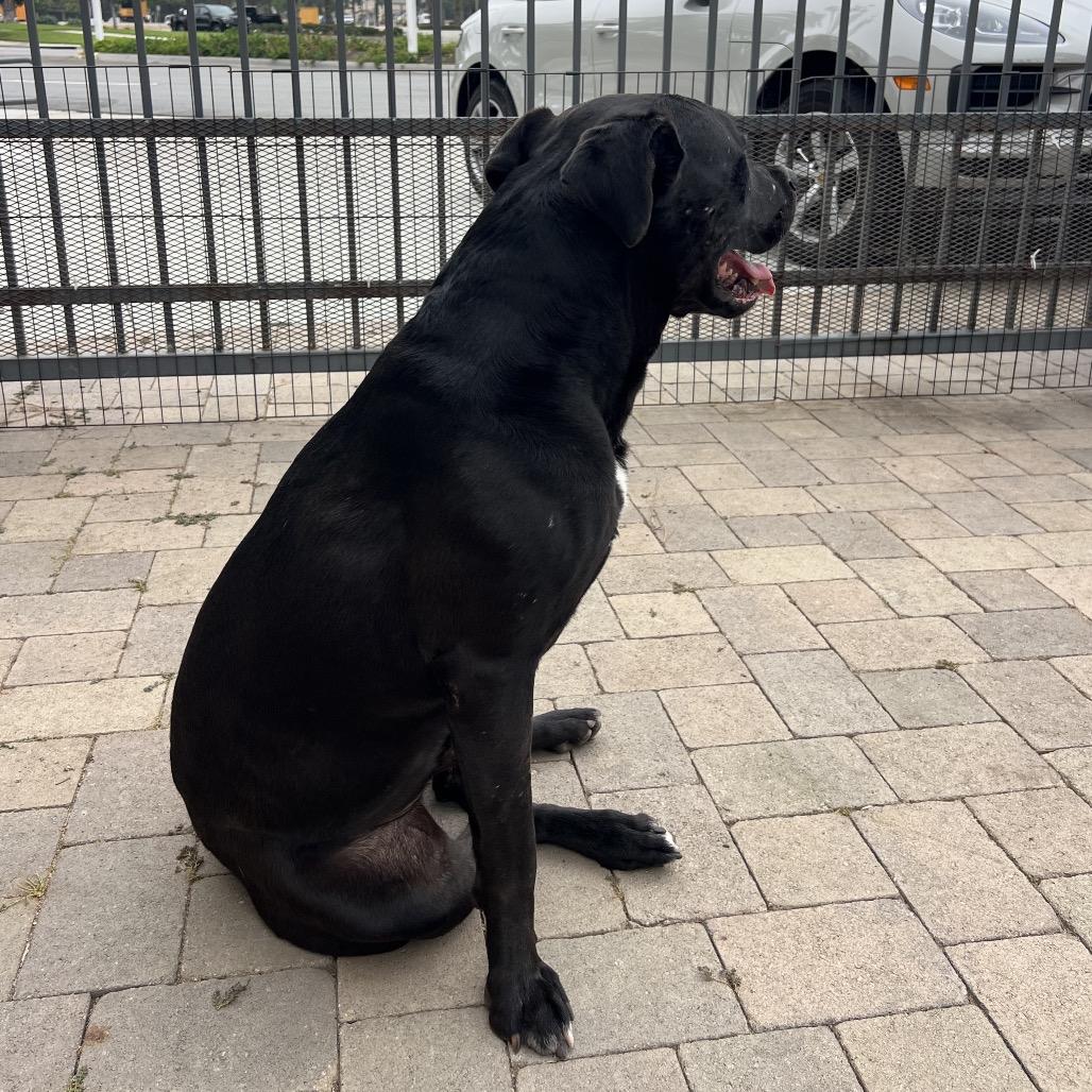 Enlarge Riley (C000-321) - Chino Hills Location, a Adoptable Mastiff in Chino Hills, CA image 4/6