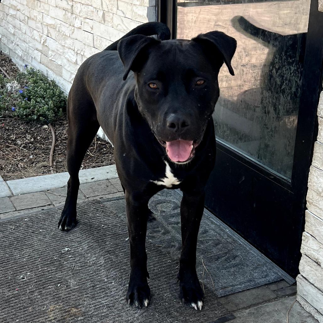 Enlarge Riley (C000-321) - Chino Hills Location, a Adoptable Mastiff in Chino Hills, CA image 5/6