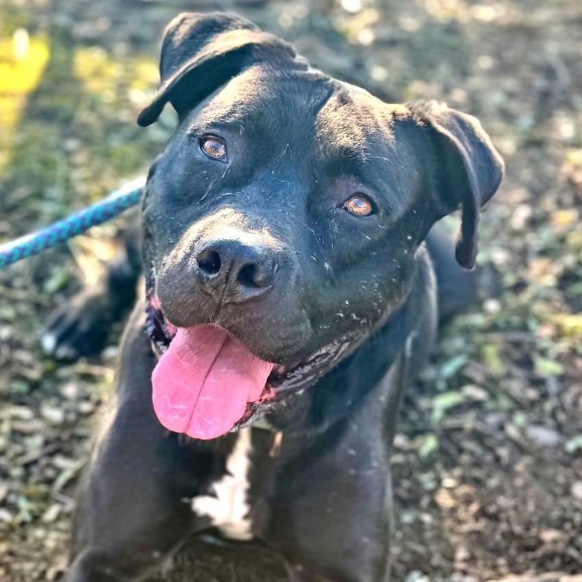 Enlarge Riley (C000-321) - Chino Hills Location, a Adoptable Mastiff in Chino Hills, CA image 5/6