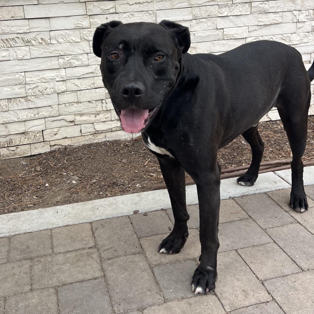 Enlarge Riley (C000-321) - Chino Hills Location, a Adoptable Mastiff in Chino Hills, CA image 6/6