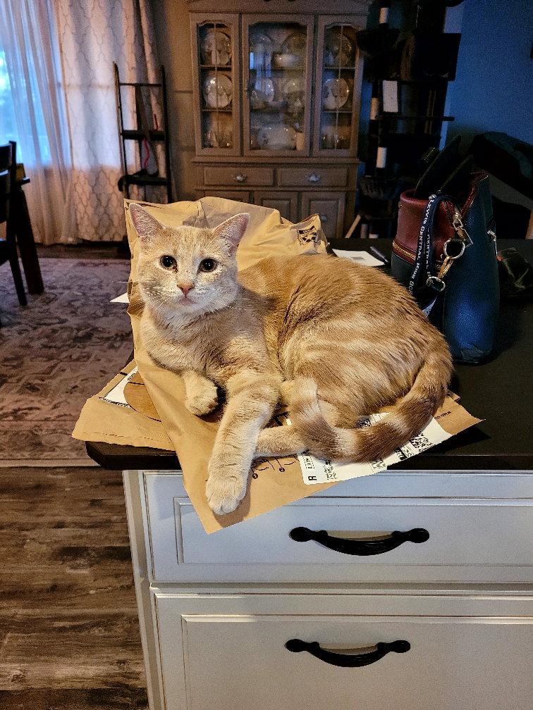 Ginny - TS, Adoptable, Adult Female Domestic Short Hair.