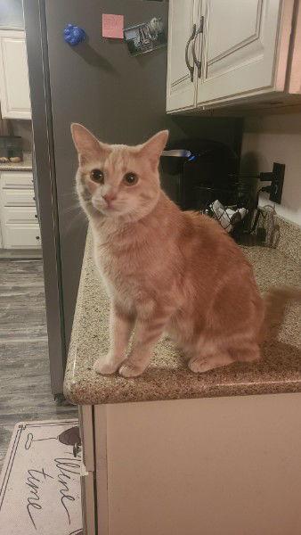 Ginny - TS, Adoptable, Adult Female Domestic Short Hair.