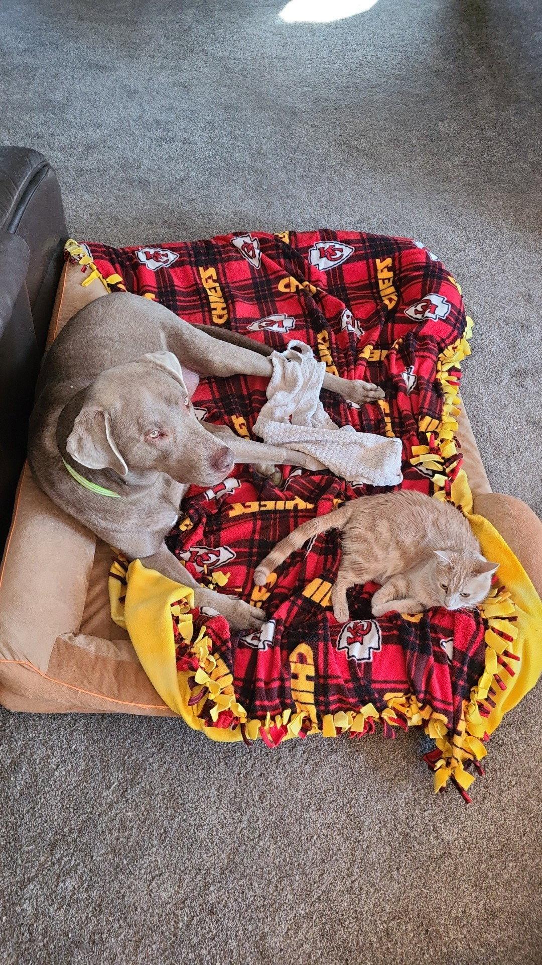 Enlarge Ginny - TS, a Adoptable Domestic Short Hair in Council Bluffs, IA image 3/3