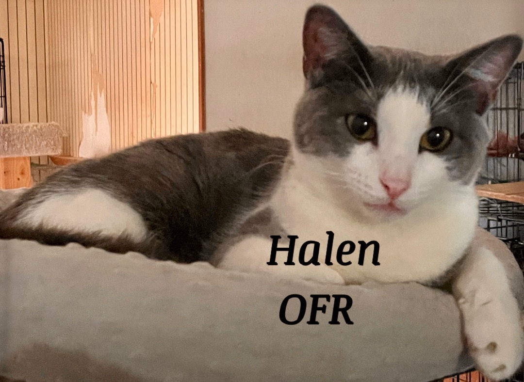Halen , a Adoptable mixed breed in Owasso, OK image 1/4