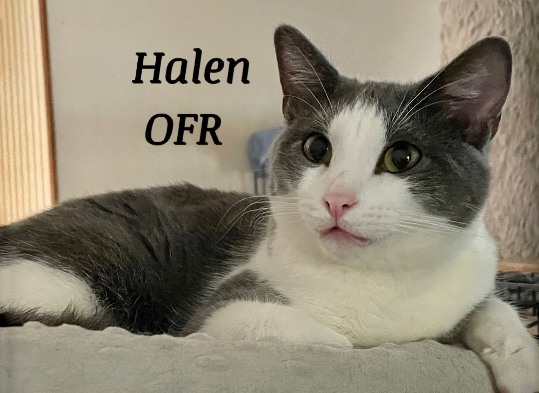 Halen , a Adoptable mixed breed in Owasso, OK image 2/4