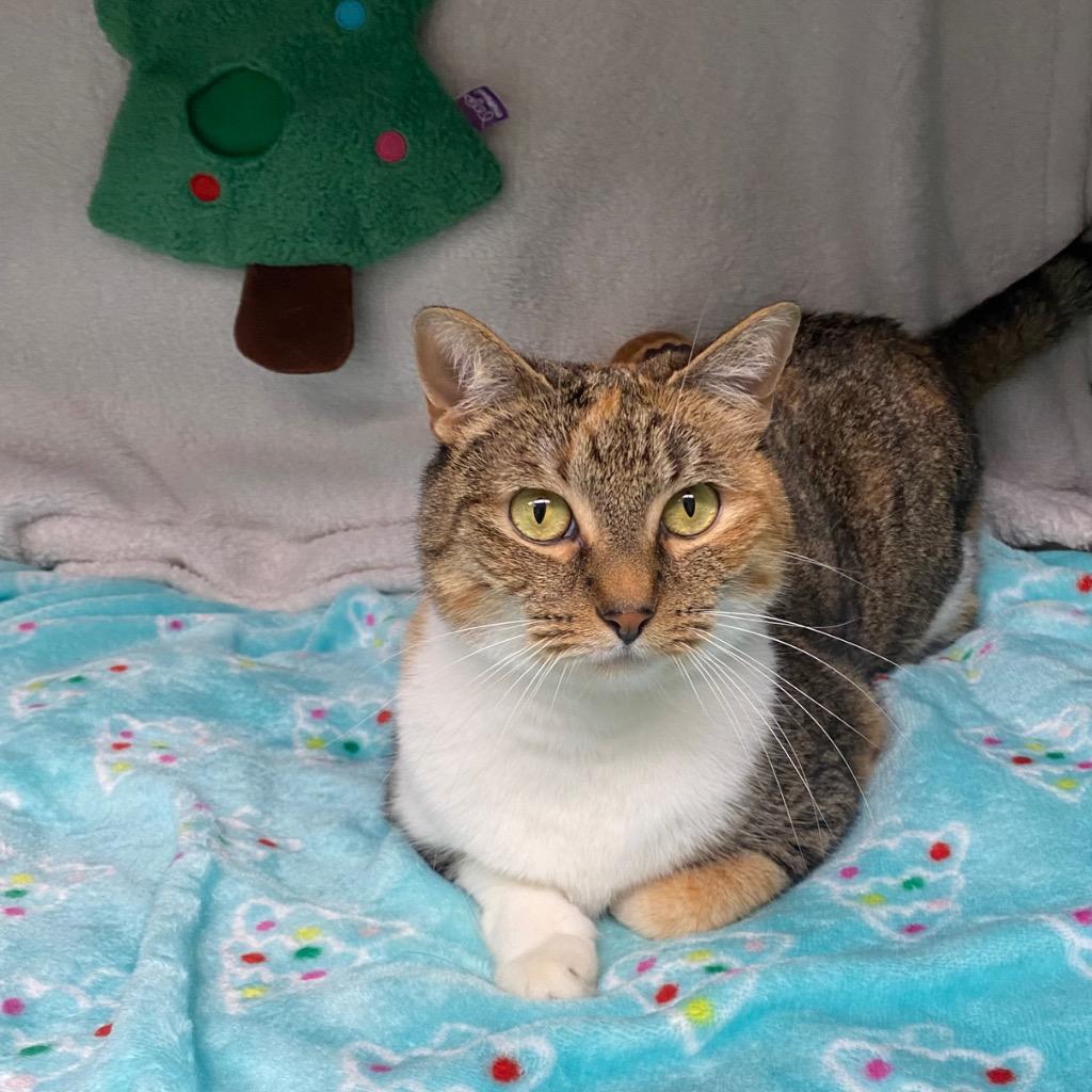 Annabelle, Adoptable, Adult Female Domestic Short Hair.