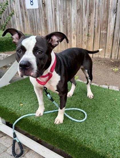Circe, Adoptable, Adult Female Pit Bull Terrier & Mixed Breed.