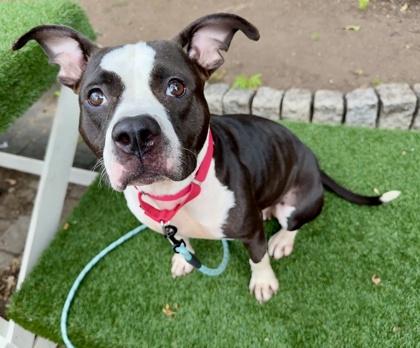 Enlarge Circe, a Adoptable mixed breed in Washington, DC image 2/3