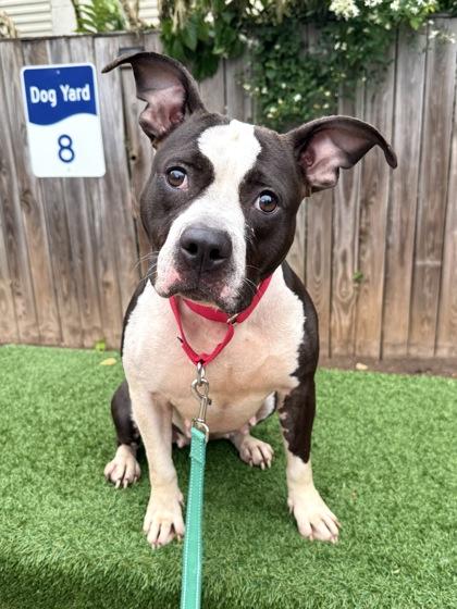Enlarge Circe, a Adoptable mixed breed in Washington, DC image 3/3