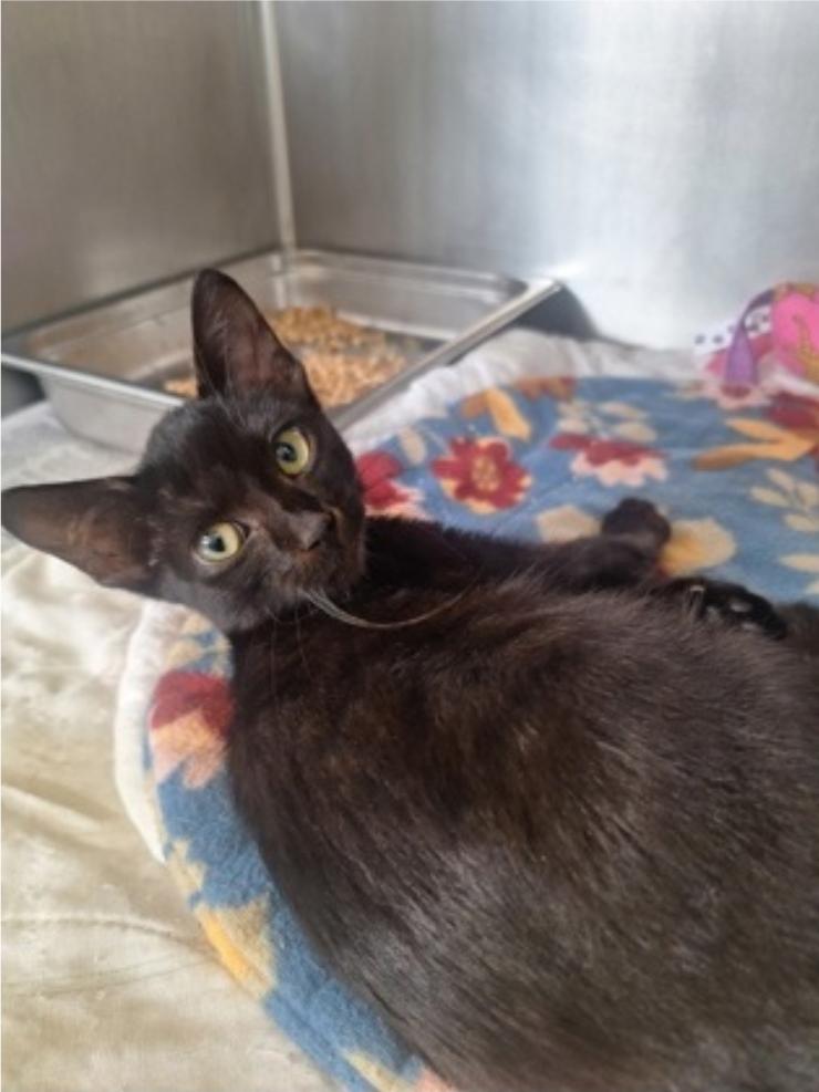 Enlarge Niko, a Adopted Domestic Short Hair in Winfield, KS image 1/1