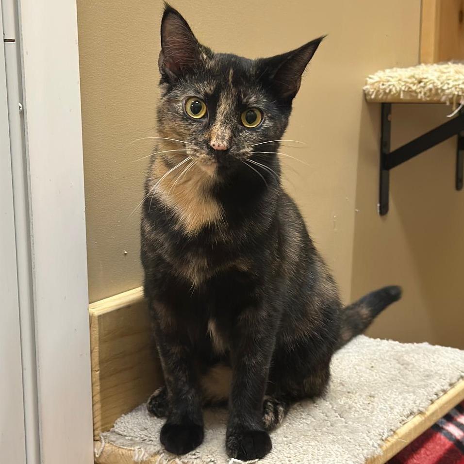 Enlarge Liberty, a Adoptable American Shorthair in Tipton, IN image 1/4