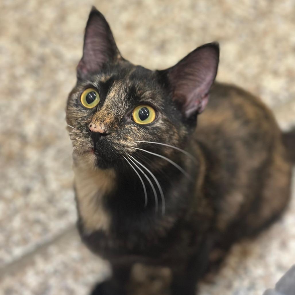 Liberty, Adoptable, Young Female American Shorthair.