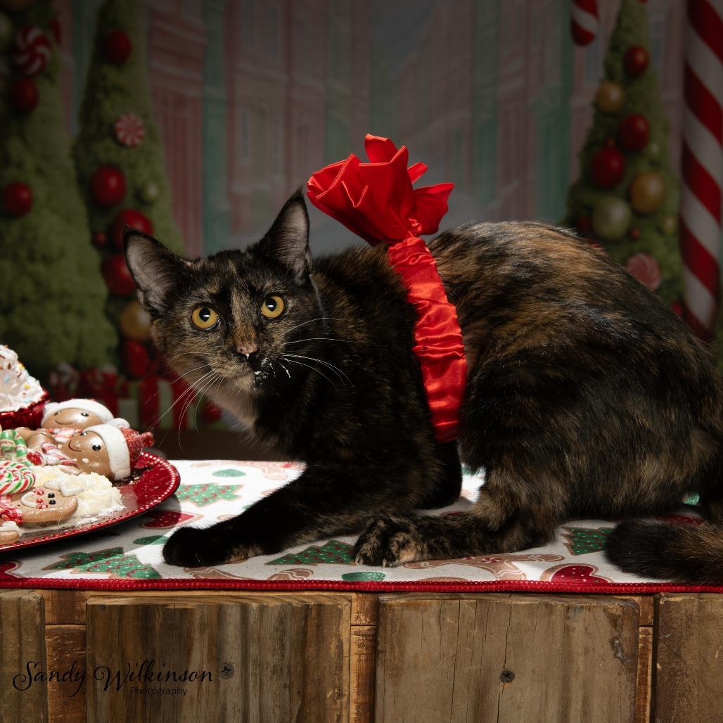 Liberty, Adoptable, Young Female American Shorthair.