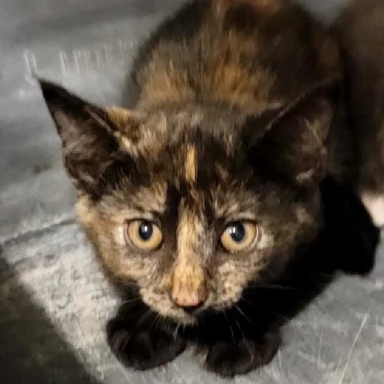 Liberty, a Adoptable American Shorthair in Tipton, IN image 2/4