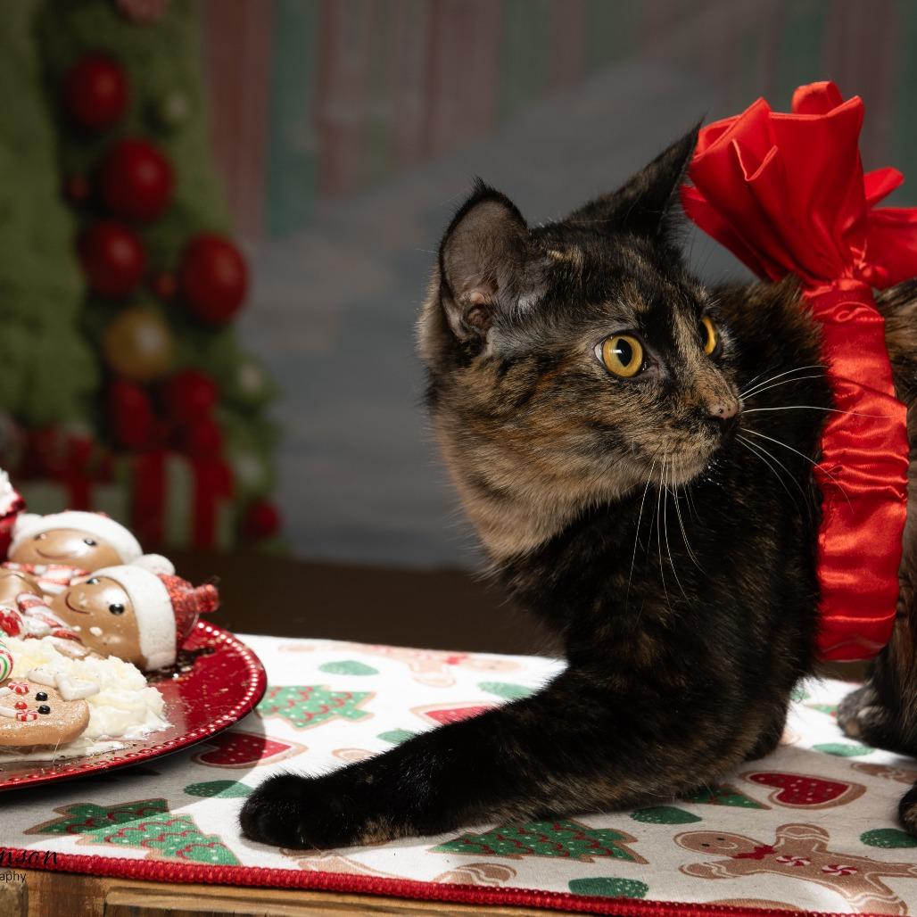 Liberty, a Adoptable American Shorthair in Tipton, IN image 4/4