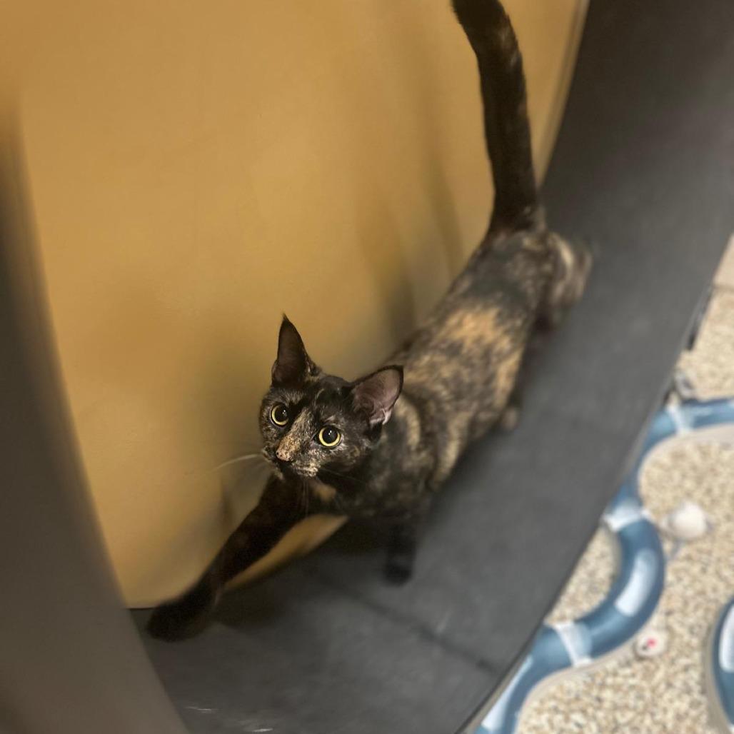 Enlarge Liberty, a Adoptable American Shorthair in Tipton, IN image 4/4