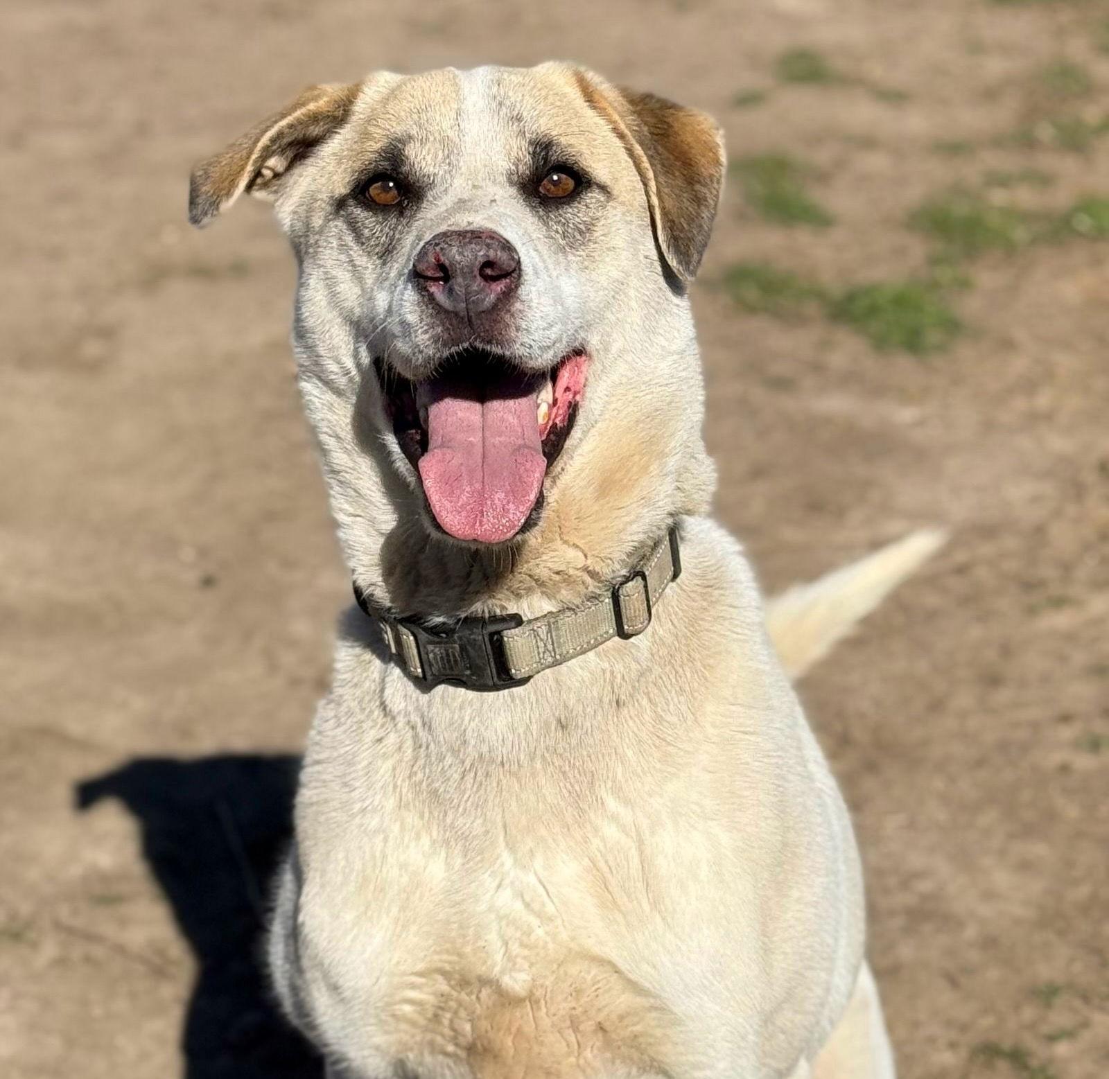 Jasper, a Adoptable mixed breed in Yreka, CA image 2/6