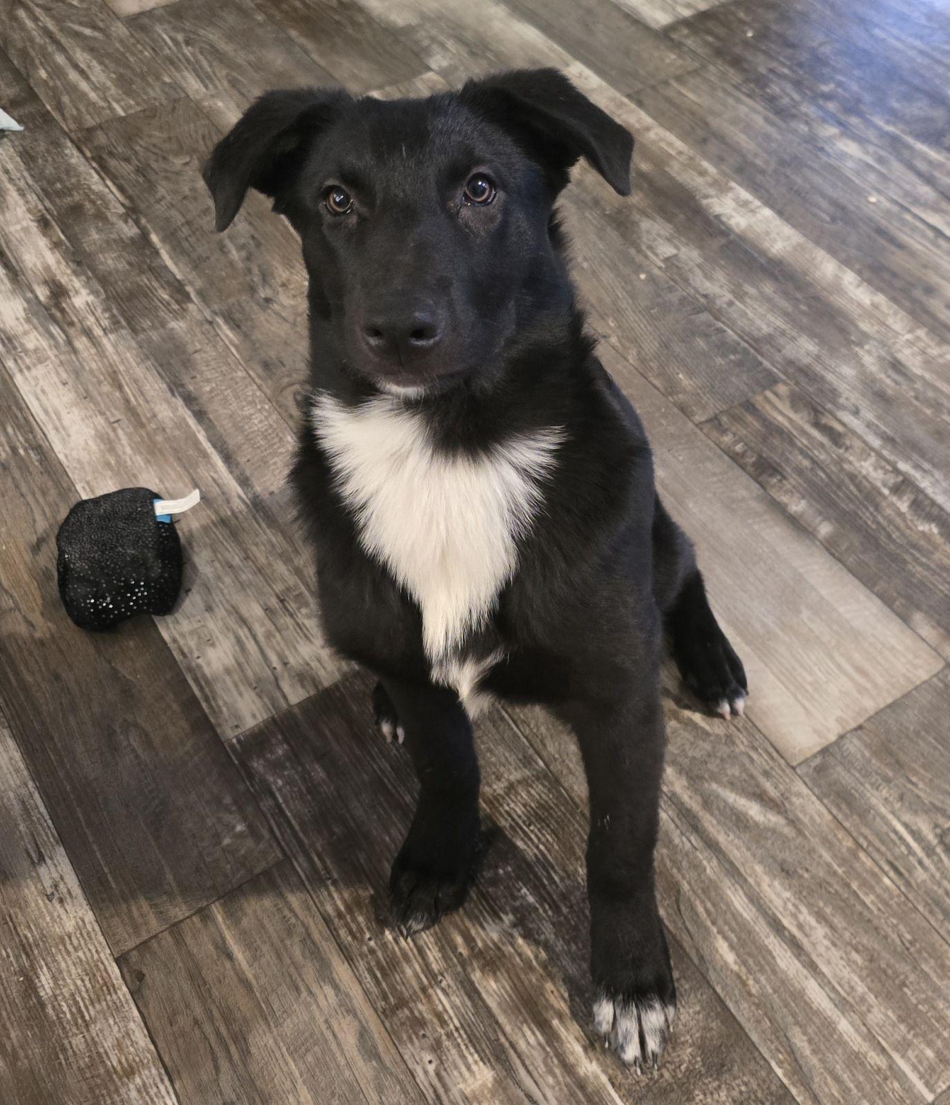 Nibbles waco, Adoptable, Young Female German Shepherd Dog & Australian Cattle Dog / Blue Heeler.