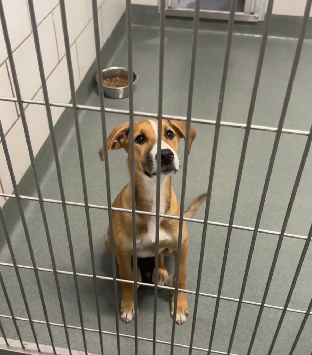 Enlarge Sugarplum, a Adoptable mixed breed in Lexington, KY image 2/6