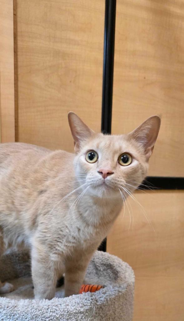 Luca, Adoptable, Adult Male Domestic Short Hair.