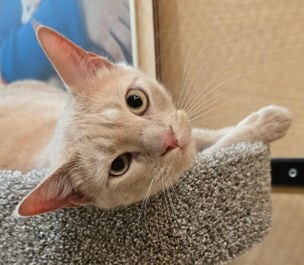 Enlarge Luca, a Adopted mixed breed in Rowlett, TX image 3/6