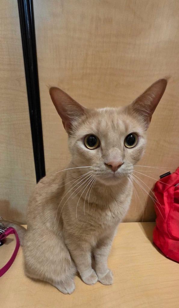 Enlarge Luca, a Adoptable mixed breed in Rowlett, TX image 2/3