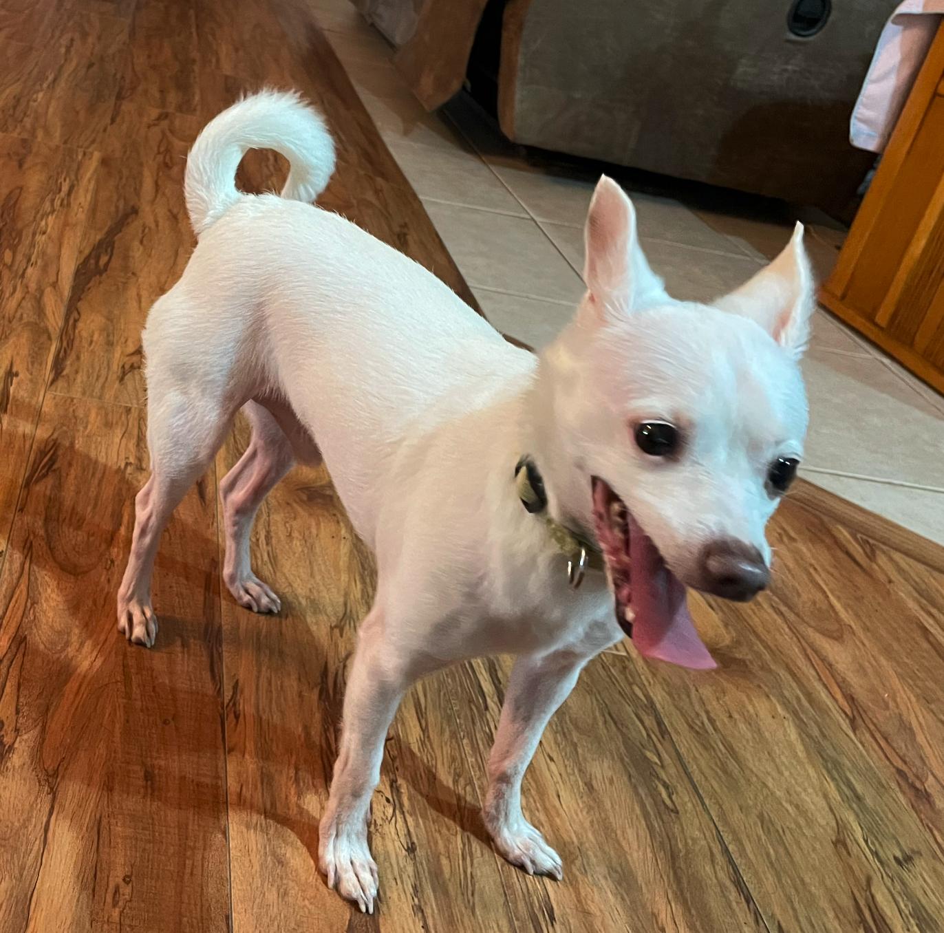 Tampa, Adopted, Adult Male Chihuahua & Terrier.