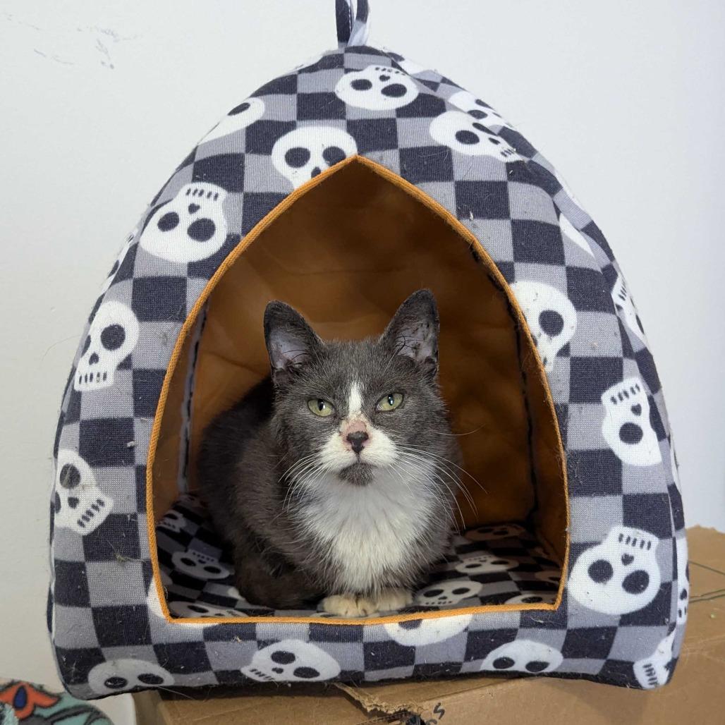 Enlarge Willow, a Adoptable Domestic Short Hair in Valdosta , GA image 1/1