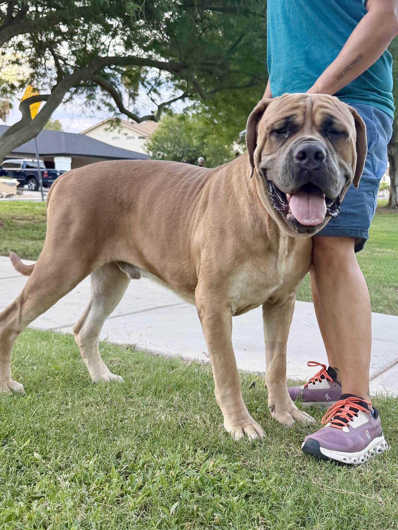 Enlarge Hercules - I was adopted!, a Adopted Mastiff in Glendale, AZ image 1/2