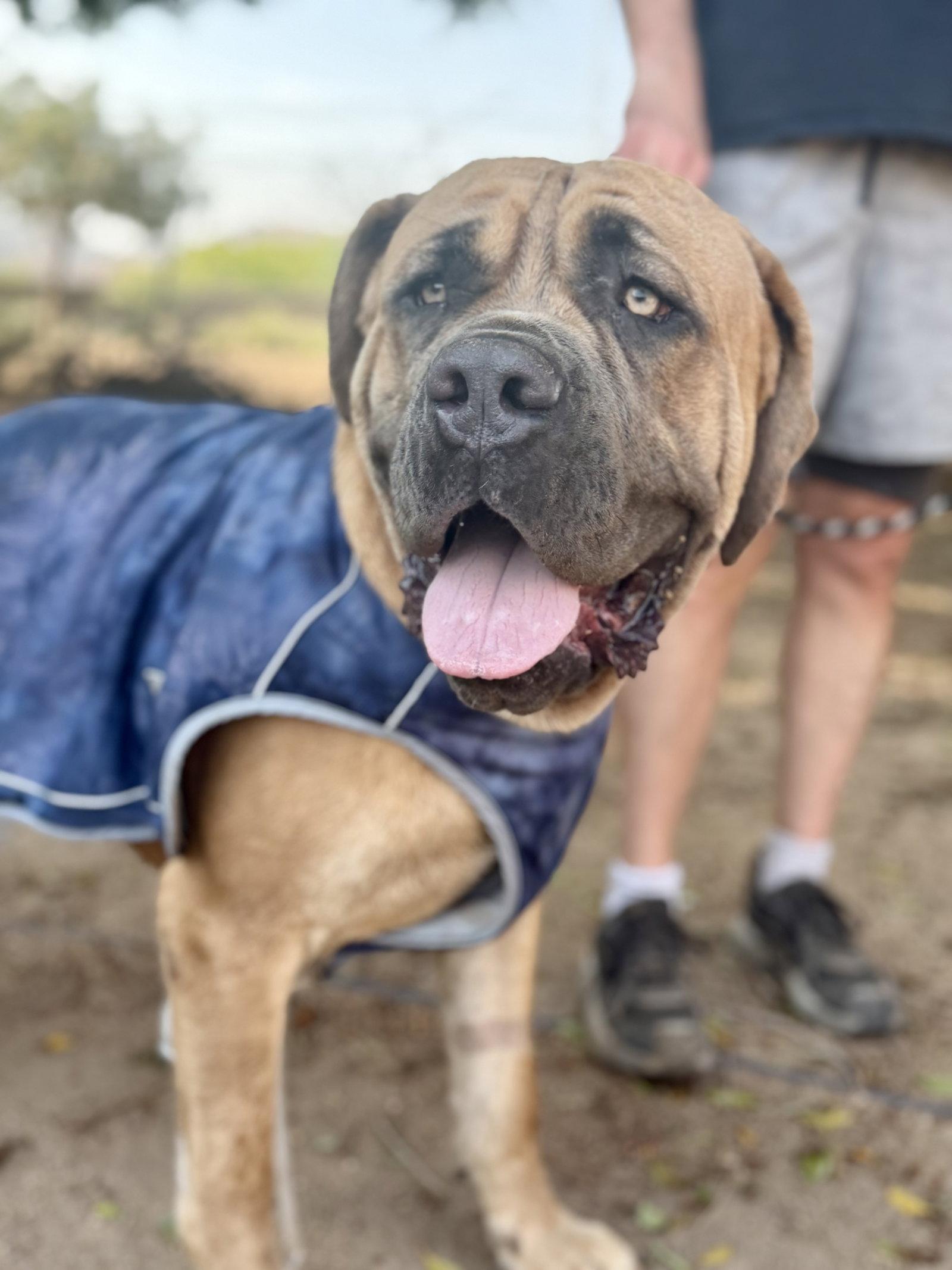 Enlarge Hercules - I was adopted!, a Adopted Mastiff in Glendale, AZ image 2/2