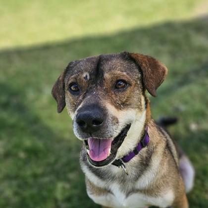 Lyle, Adoptable, Adult Male Mixed Breed & Mixed Breed.