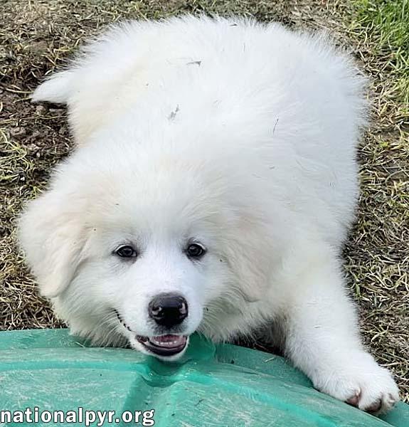 Chance in OH - Silly, Playful & Affectionate! photo 3