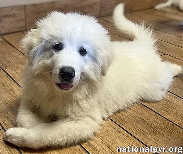 Chance in OH - Silly, Playful & Affectionate! photo 2