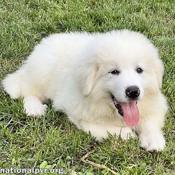 Chance in OH - Silly, Playful & Affectionate!, Baby Male Great Pyrenees