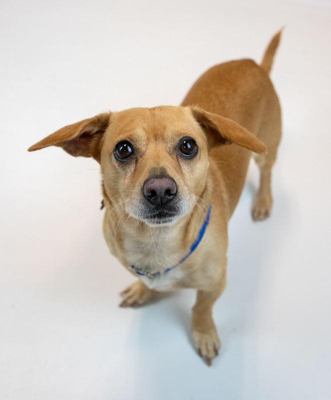 Enlarge Franky, an adopted mixed breed in Kennesaw, GA image 6/6