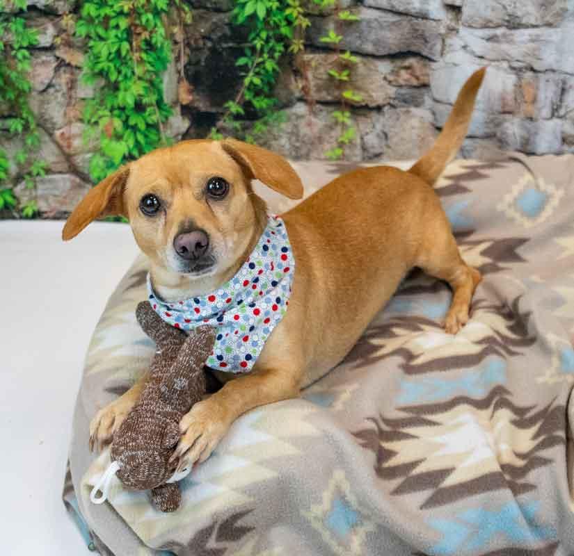 Enlarge Franky, an adopted mixed breed in Kennesaw, GA image 5/6