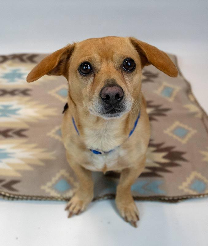 Enlarge Franky, an adopted mixed breed in Kennesaw, GA image 2/6