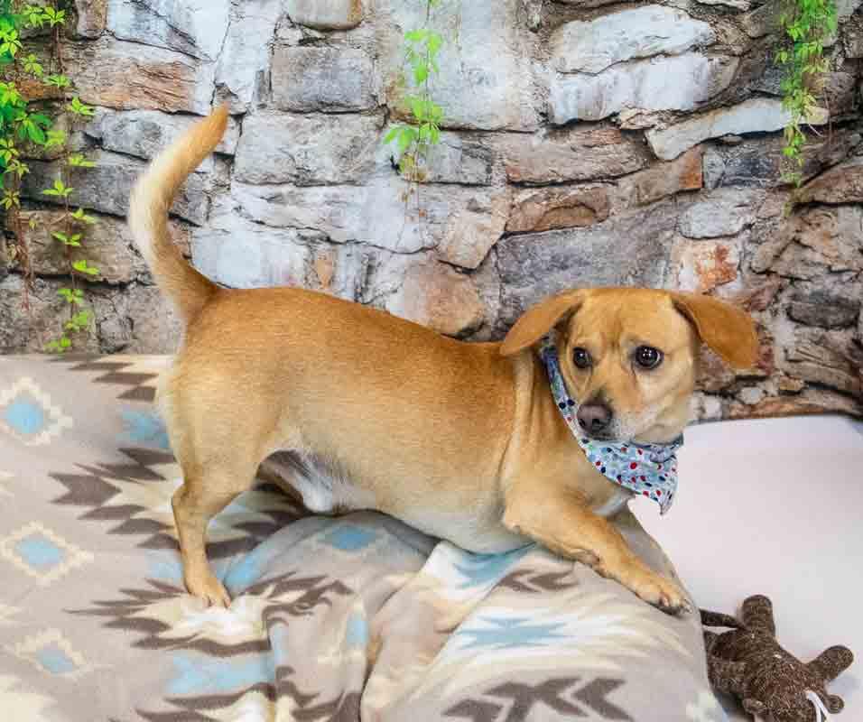 Enlarge Franky, an adopted mixed breed in Kennesaw, GA image 4/6