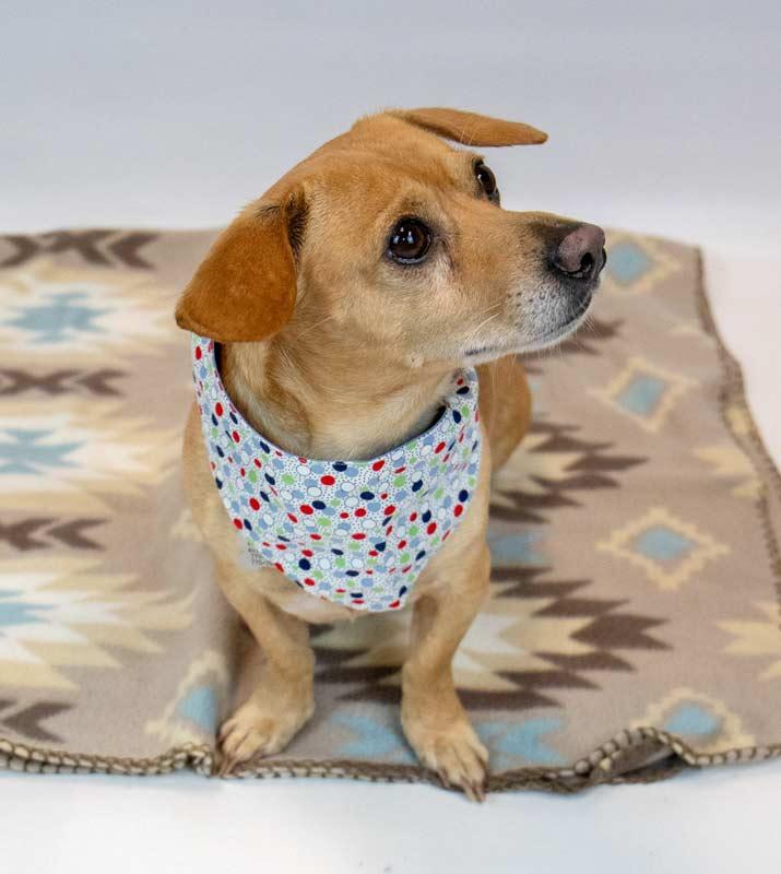 Enlarge Franky, an adopted mixed breed in Kennesaw, GA image 3/6