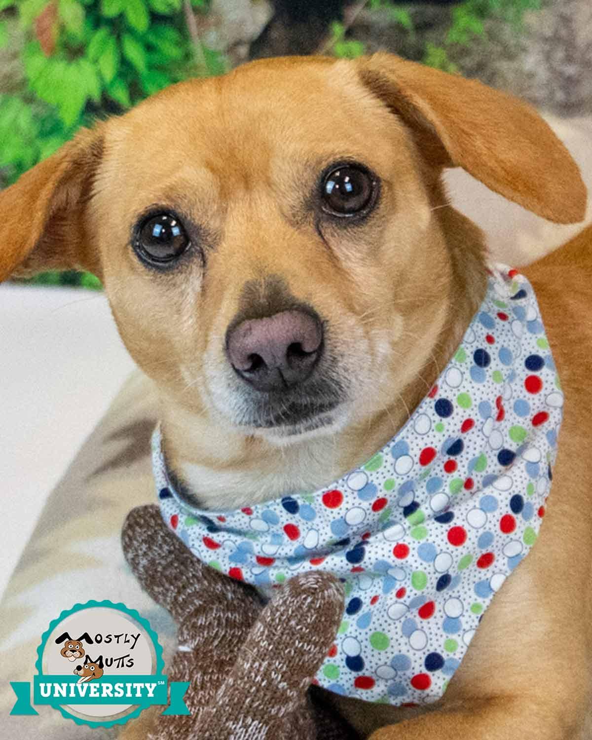 Enlarge Franky, an adopted mixed breed in Kennesaw, GA image 1/6