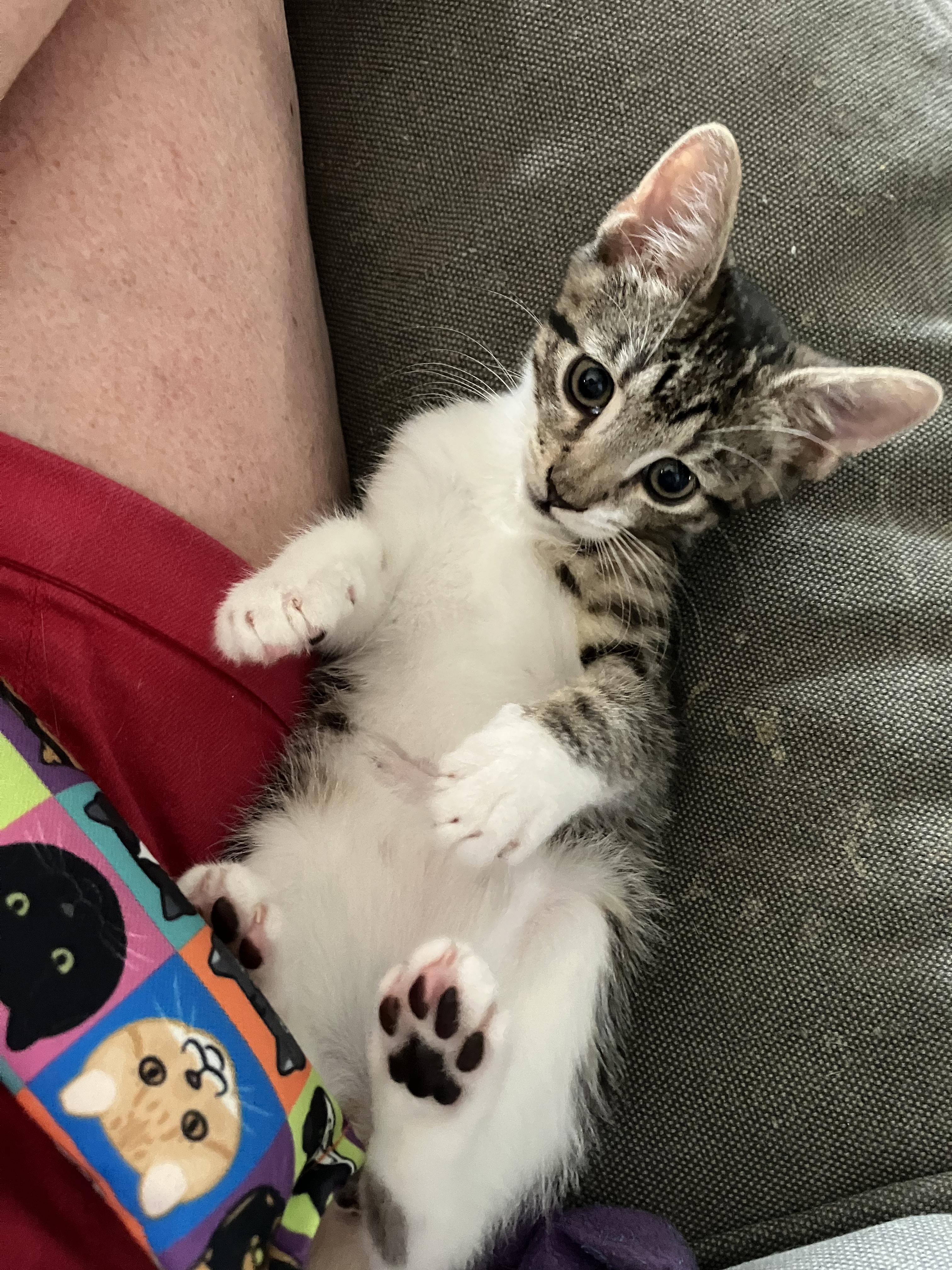 Enlarge Timothy, a Adopted Domestic Short Hair in Jersey City, NJ image 1/5