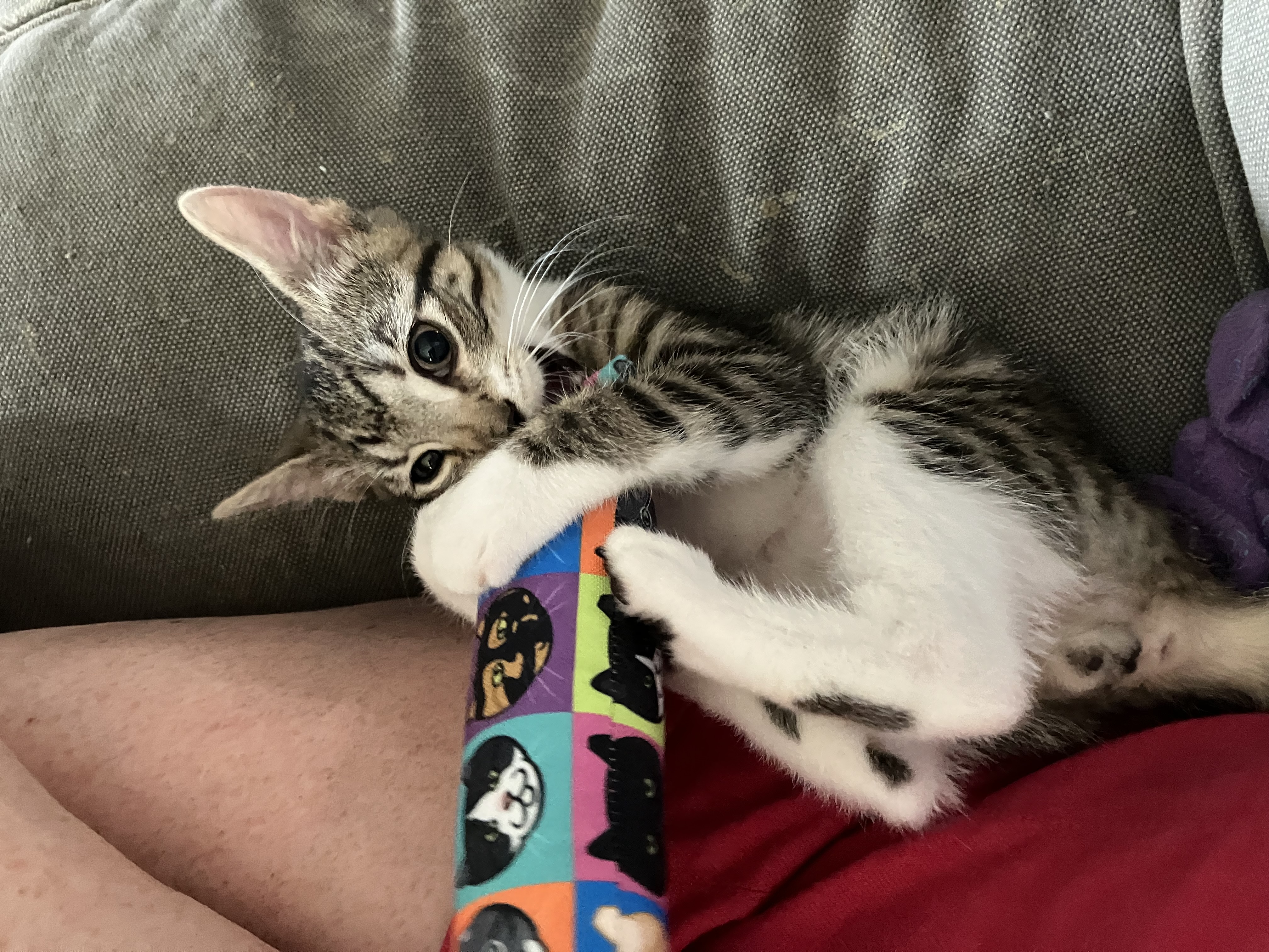 Enlarge Timothy, a Adopted Domestic Short Hair in Jersey City, NJ image 2/5